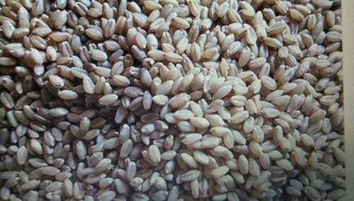 Agriculture Wheat Grain - Color: Brown