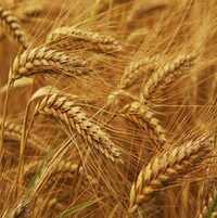 High Quality Agriculture Wheat Grain