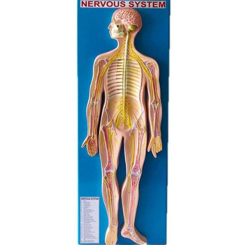 Human Nervous System Model - Color: Bone Color