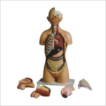 Human Torso with Interchangeable Sex Organs