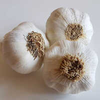 FRESH GARLIC/DEHYDRATE GARLIC