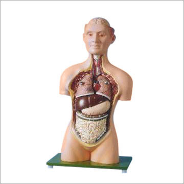 Human Trunk Model