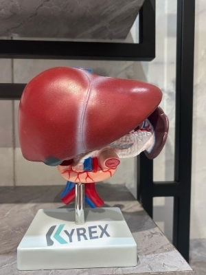 Kyrex Liver,Pancreas And Duodenum Model - Feature: Good Quality