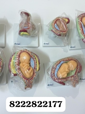 Kyrex Early Embryology Set Of 8 - Color: Skin Colour