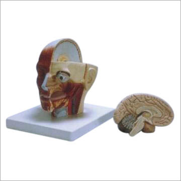 Human Head