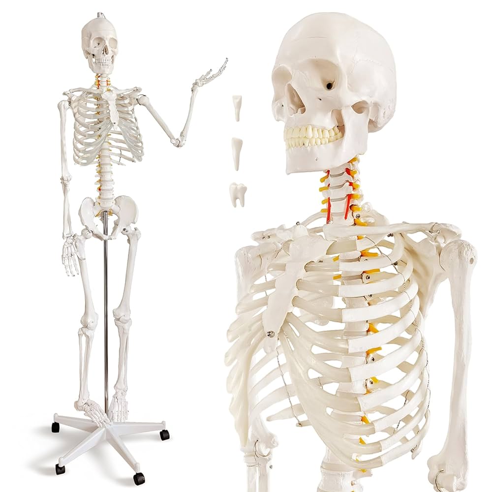 Human Sk-Eleton Model - Color: White