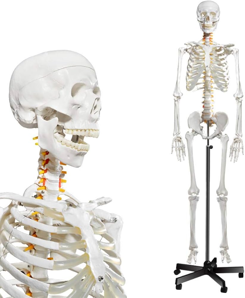 Human Sk-eleton Model