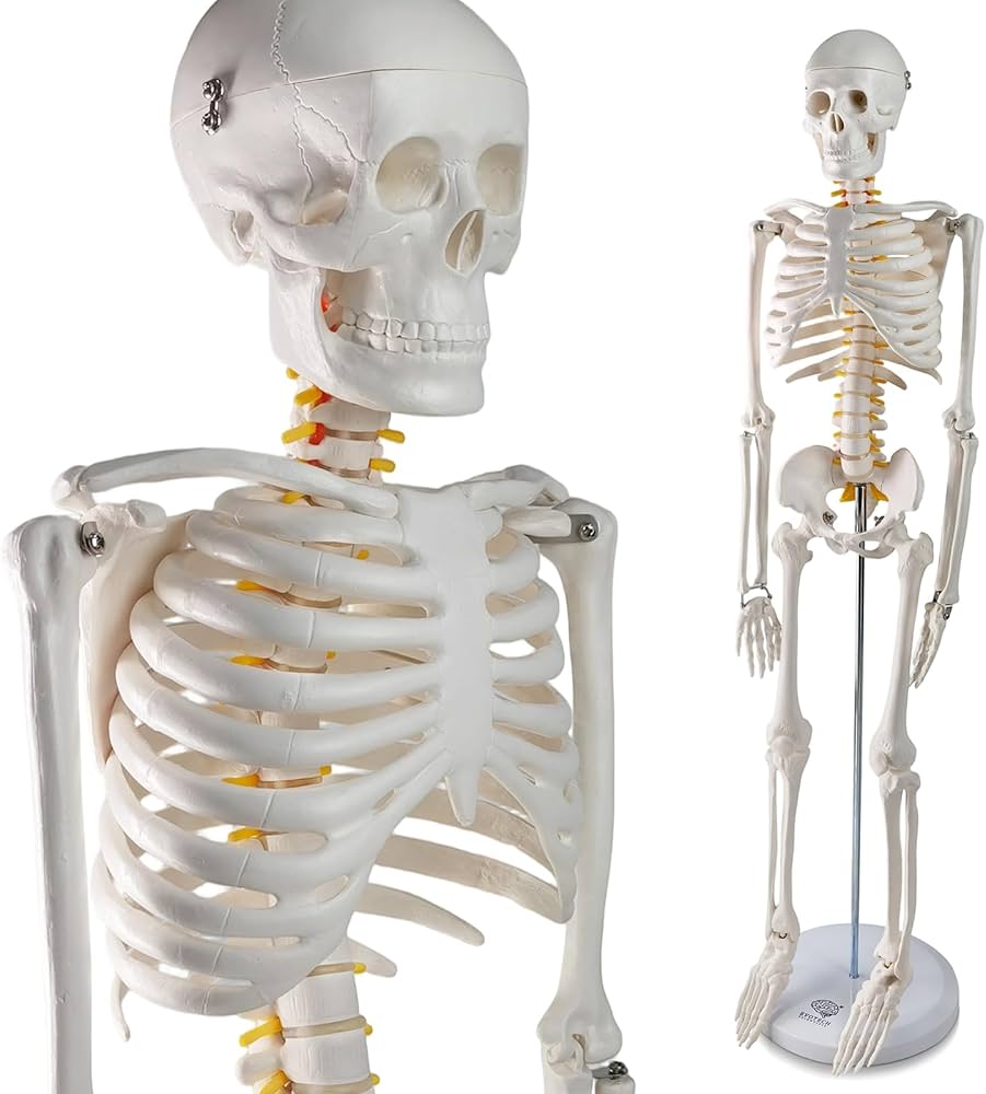 Mini Human Ske-leton