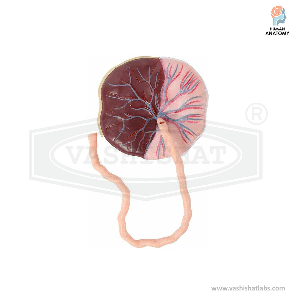 Human Pla-centa Model