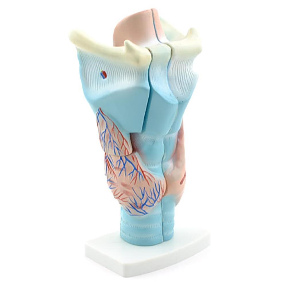 Human Larynx Model Magnified - Features: Good Quality