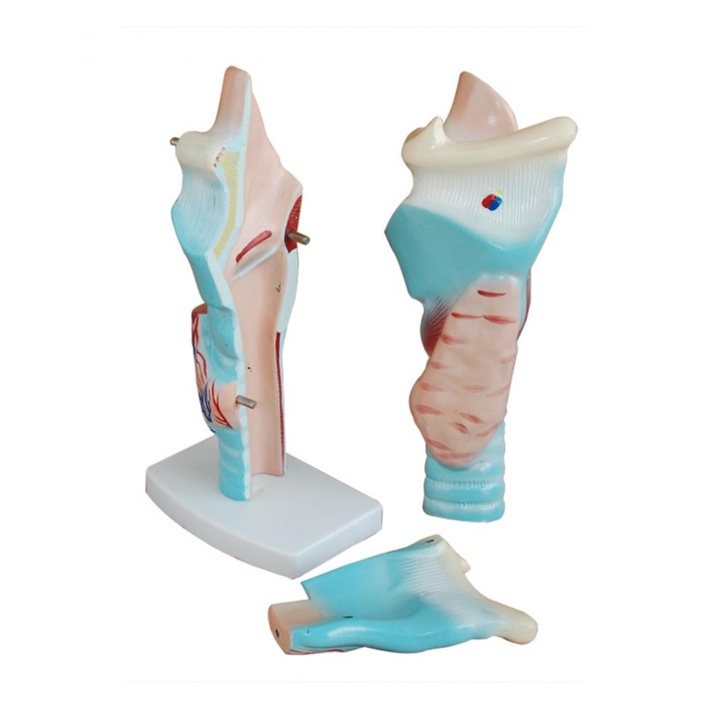 Human Larynx Model Magnified
