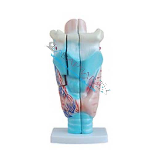 Human Larynx Model Magnified
