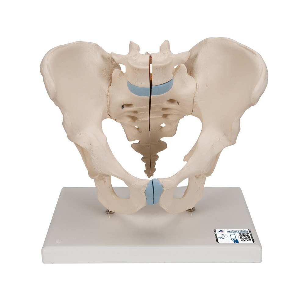 On Stand Male Pelvis Bone Model
