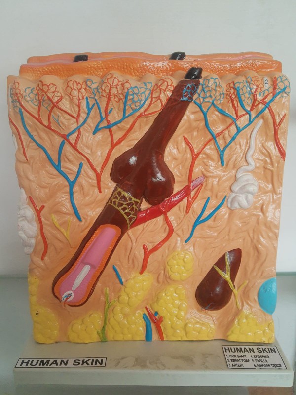 Medical Skin Block Model Enlarged - Application: Hospital