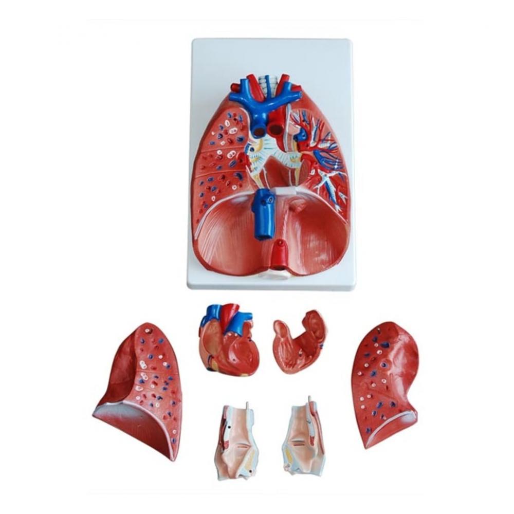 Human Anatomical Lungs Model