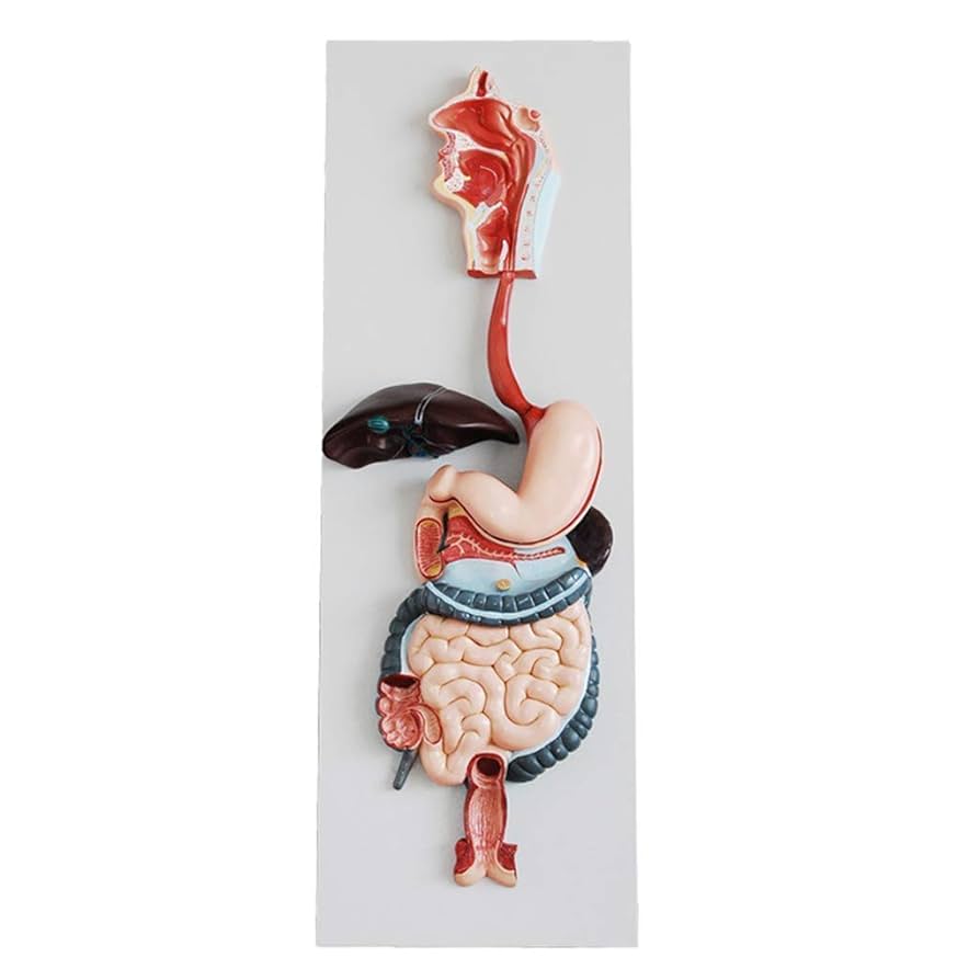 Human Digestive System Model - Color: Multicolor