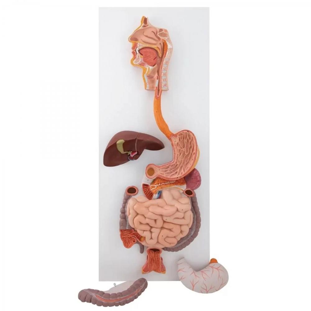 Human Digestive System Model
