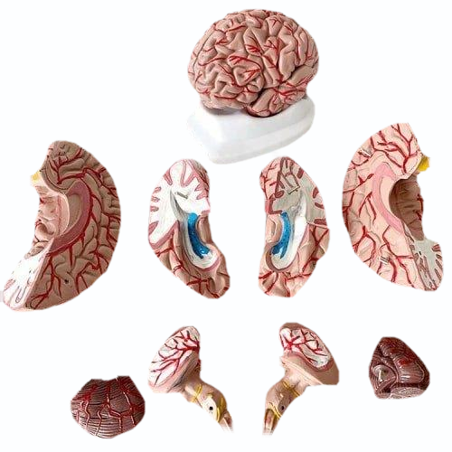 Human Brain With Arteries 8 Parts