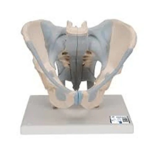 On Stand Male Pelvis Bone Model