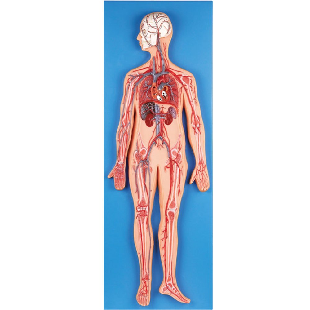 Pvc Circulatory System Model - Application: Hospital