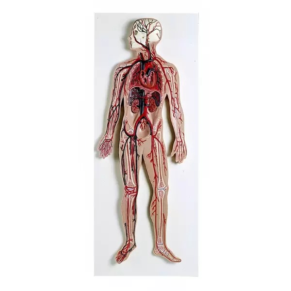 PVC Circulatory System Model