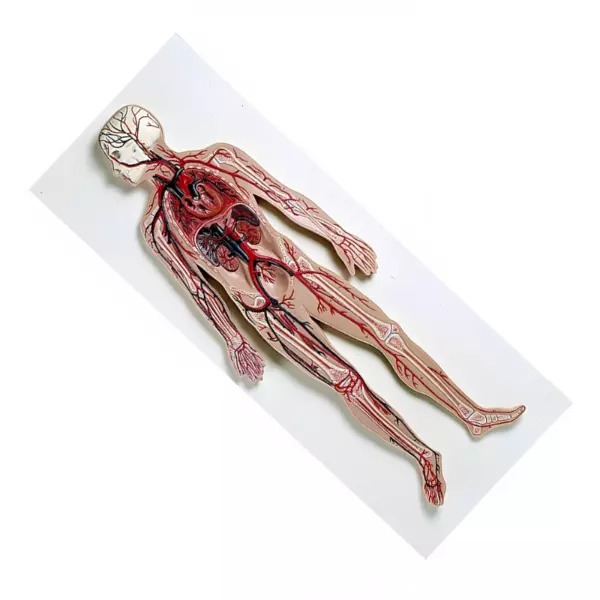 PVC Circulatory System Model