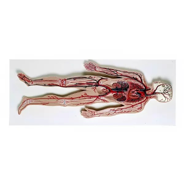 PVC Circulatory System Model