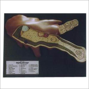 Amoeba Proteus