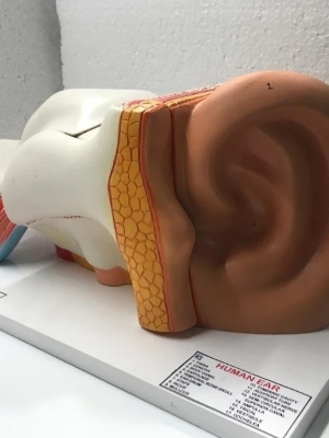 Kyrex Human Ear Model - Feature: Good Quality