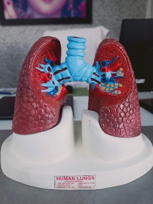 Kyrex Human Lungs Model - Material: Pvc