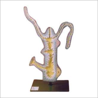Hydra Model