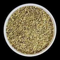 Fresh Fennel Seeds