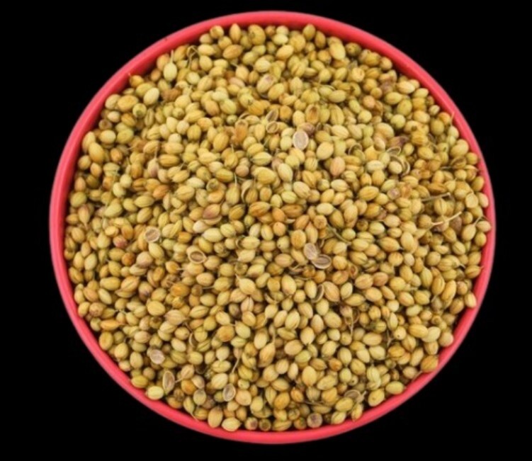 Fresh Coriander Seed - Color: Yellow