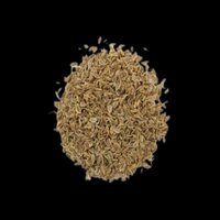 Fresh Dill Seed - Color: Multiple