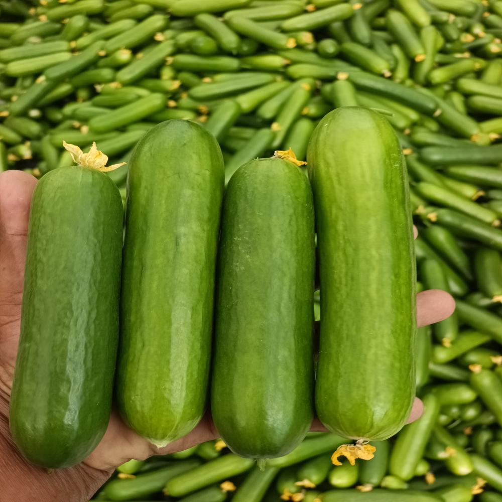 Khira Cucumber - Cultivation Type: Green House
