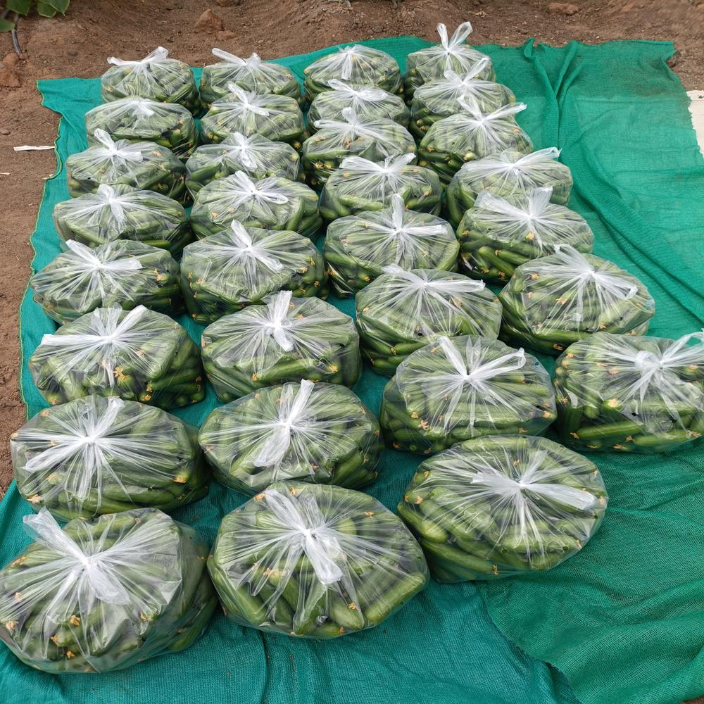 Khira Cucumber - Cultivation Type: Green House