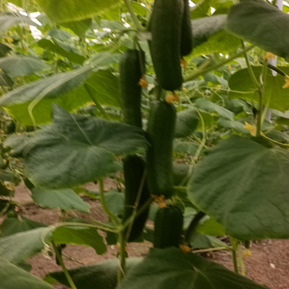 Khira Cucumber - Cultivation Type: Green House