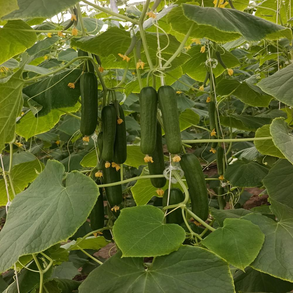 Greenhouse Cucumber - Moisture (%): 93