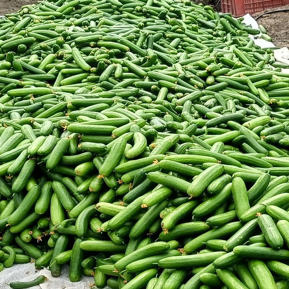 Greenhouse Cucumber
