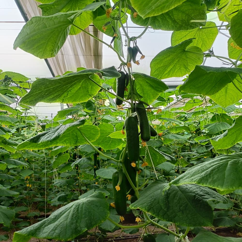 Greenhouse Cucumber - Moisture (%): 93
