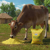 Makka Chuni - Color: Yellow