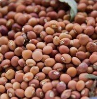 Whole Toor Dal - Cultivation Type: Organic