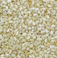 Sesame Oil Seed