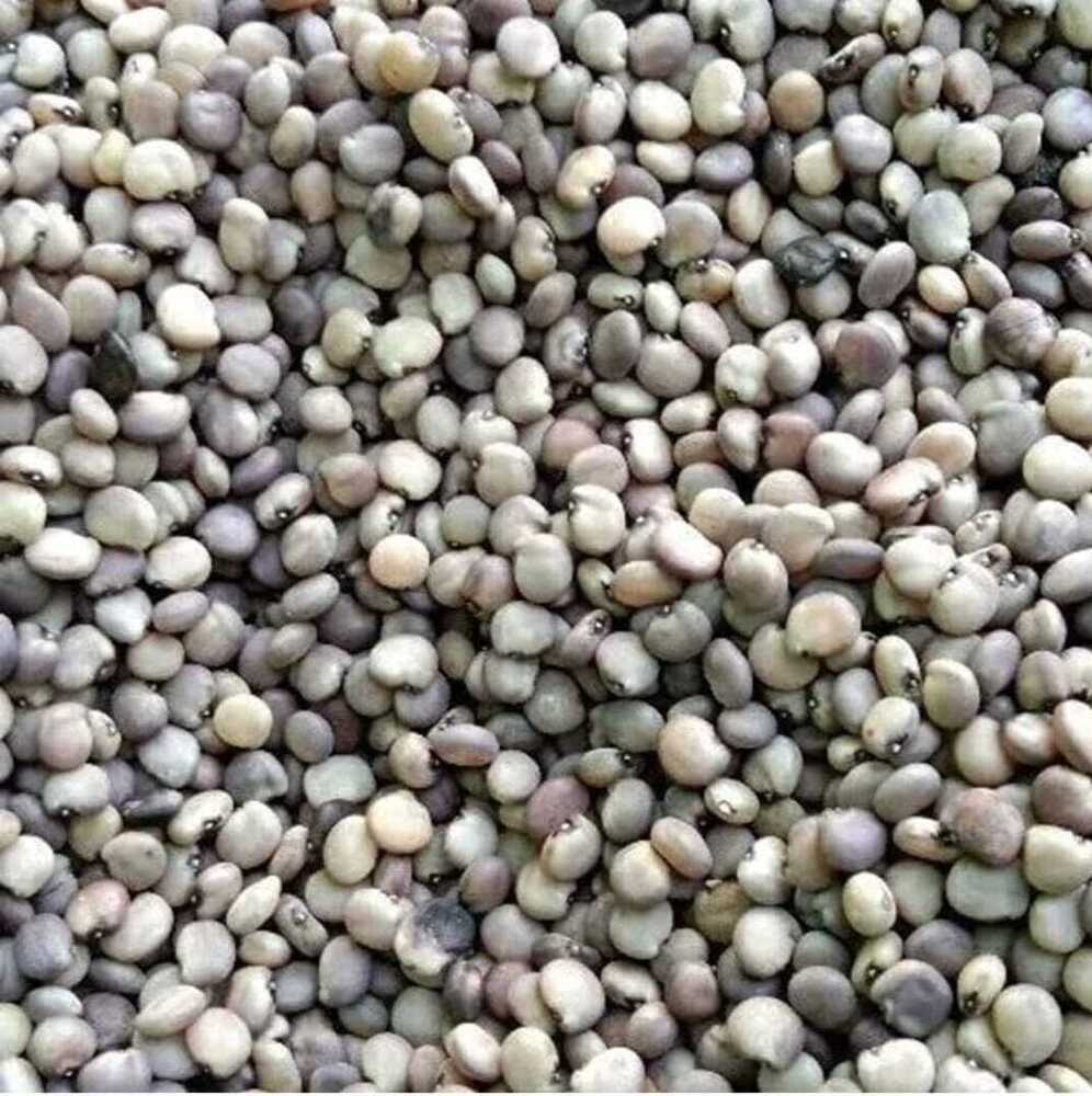 Guar Seed - Color: Off White