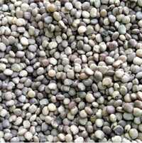 Guar Seed - Color: Off White