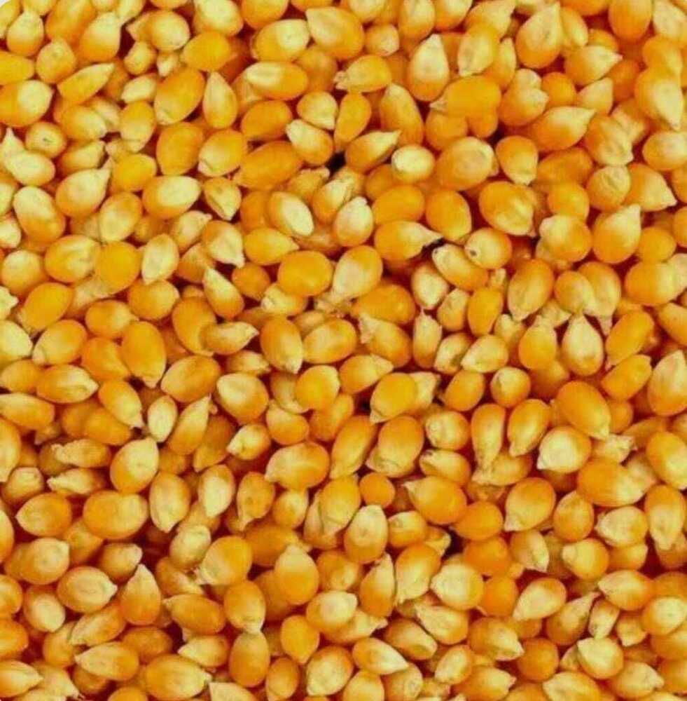 Yellow Maize - Cultivation Type: Organic
