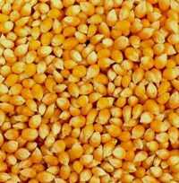 Yellow Maize