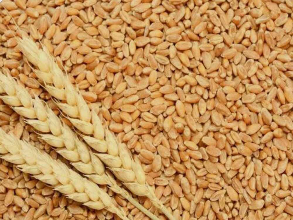 Wheat Grains - Color: Brown