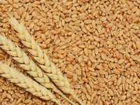 Wheat Grains