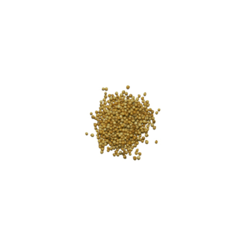 Greenish Yellow Coriander Seed - Color: Green